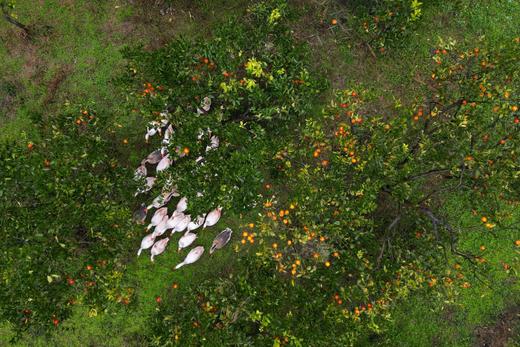 有机血橙｜现摘现发｜四川彭山直发 商品图7