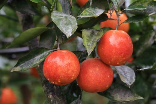 有机血橙｜现摘现发｜四川彭山直发 商品图6