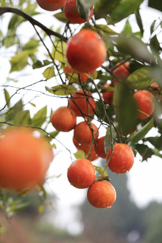 有机血橙｜现摘现发｜四川彭山直发 商品图8