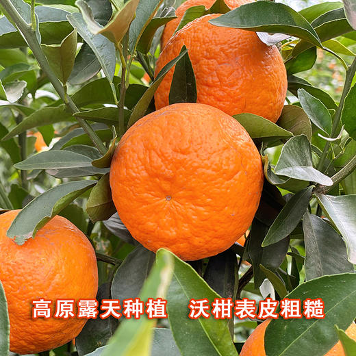 『川滇高原晚熟沃柑』浓甜爆汁 现摘现发 商品图4