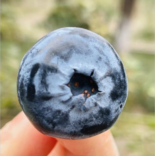 🫐蓝莓控的福音，24+巨无霸大果粒的“爱莓庄”云南山地鲜蓝莓到货啦滇峰高原，自然低卡，莓果留香，品种1543，新鲜带枝，脆甜，每一颗都饱满圆润 如果你也是蓝莓控，那么这款爱莓庄蓝莓，你一定不能错过 商品图1