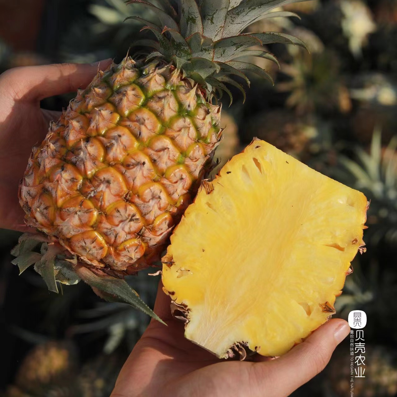 贝壳  海南南采正宗的海南金钻凤梨 甜度可佳浓郁香甜 从舌尖沁入心脾