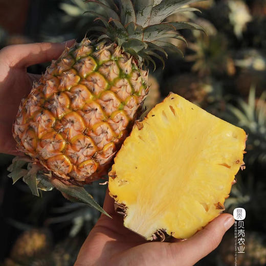 贝壳  海南南采正宗的海南金钻凤梨 甜度可佳浓郁香甜 从舌尖沁入心脾 商品图0
