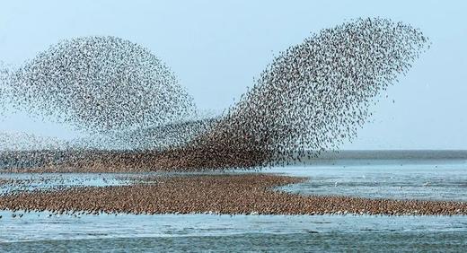 大连花开丨旅顺樱花、瓦房店海蚀慢门、鸭绿江观鸟6天摄影团 商品图4