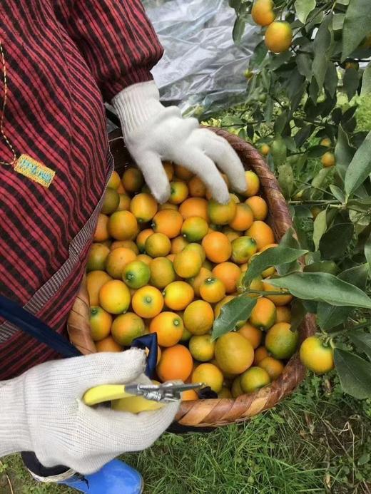 【AN】大理宾川脆甜小金桔 商品图6