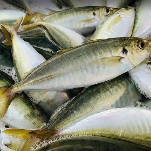 新鲜冷冻北海巴浪鱼 商品图0