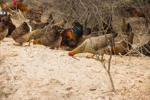 有机土鸡蛋｜30枚｜衢州龙游山｜顺丰发 商品图7