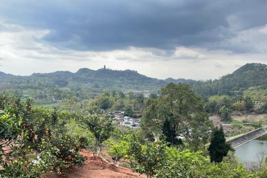 有机血橙｜现摘现发｜四川彭山直发 商品图9