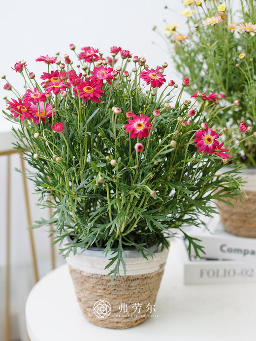 JT玛格丽特盆栽 商品图2