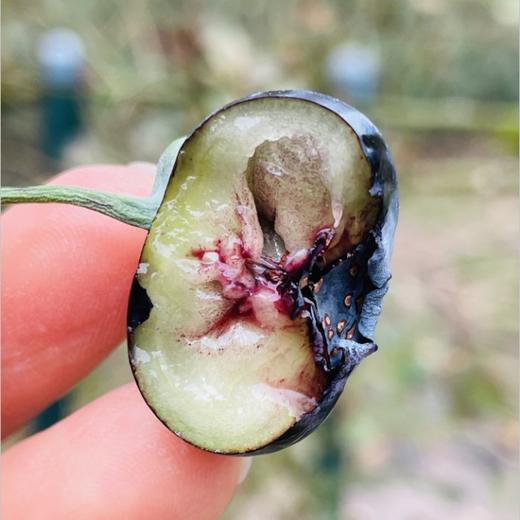 🫐蓝莓控的福音，24+巨无霸大果粒的“爱莓庄”云南山地鲜蓝莓到货啦滇峰高原，自然低卡，莓果留香，品种1543，新鲜带枝，脆甜，每一颗都饱满圆润 如果你也是蓝莓控，那么这款爱莓庄蓝莓，你一定不能错过 商品图2