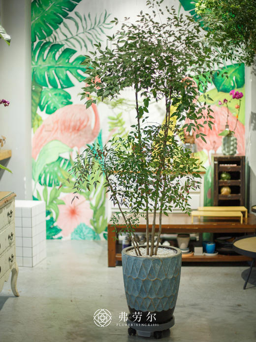 南天竹盆栽 商品图0