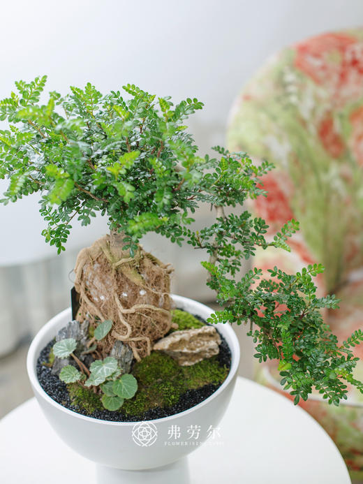 清香木 商品图1