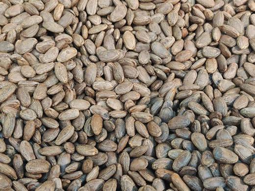 【坚果系列】原味特大吊瓜子 粒粒臻选 饱满圆润 商品图2