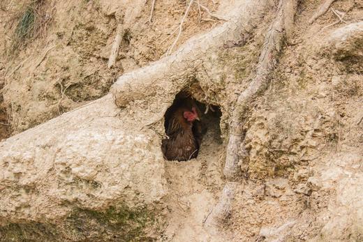 有机土鸡蛋｜30枚｜衢州龙游山｜顺丰发 商品图2