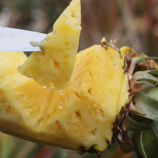 贝壳  海南南采正宗的海南金钻凤梨 甜度可佳浓郁香甜 从舌尖沁入心脾 商品图5