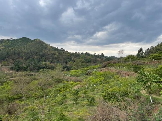 有机血橙｜现摘现发｜四川彭山直发 商品图10