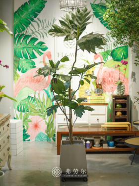 JT水泥盆面包树