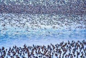 拍鸟专线丨丹东鸭绿江口&营口鸟浪、石城岛屿黑面琵鹭6日摄影团