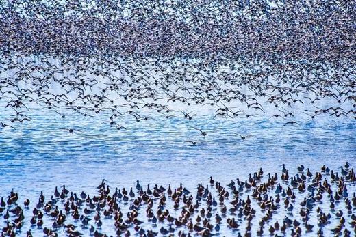 拍鸟专线丨丹东鸭绿江口&营口鸟浪、石城岛屿黑面琵鹭6日摄影团 商品图0