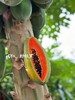 【海南树上熟奶香木瓜】 商品缩略图1