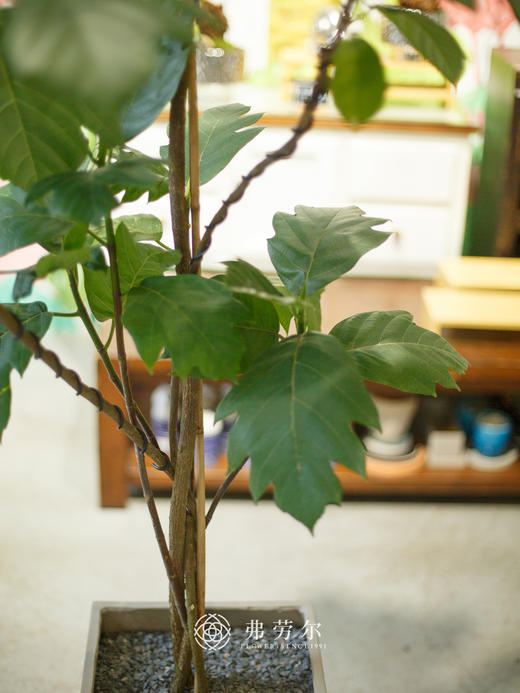 JT水泥盆面包树 商品图1