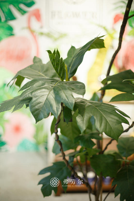 JT水泥盆面包树 商品图2