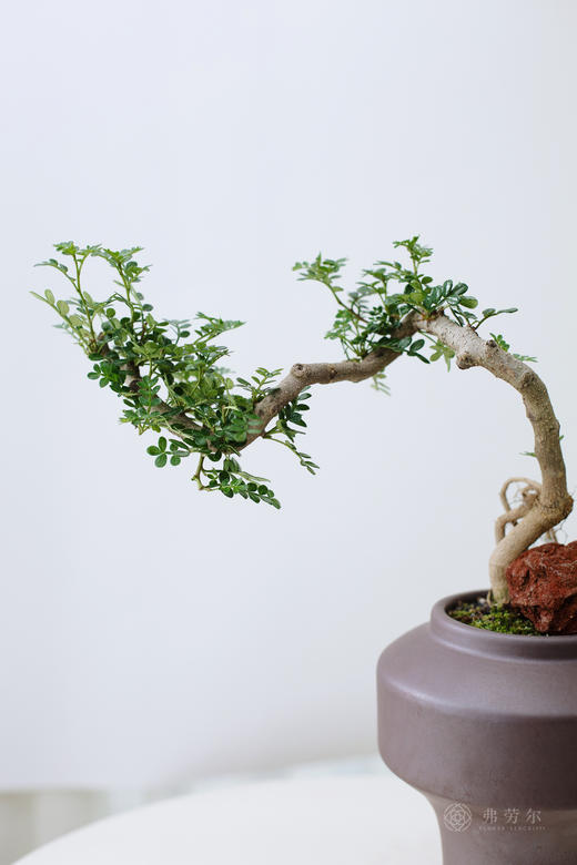 高脚圆盆清香木 商品图2