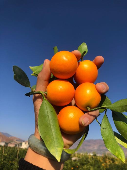 【AN】大理宾川脆甜小金桔 商品图1