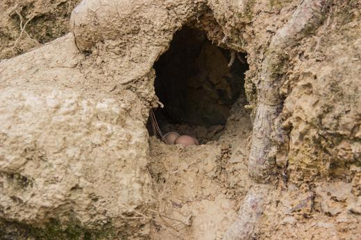 有机土鸡蛋｜30枚｜衢州龙游山｜顺丰发 商品图3