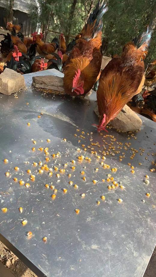 有机跑山鸡公鸡（3.4-3.8斤） 商品图7