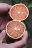 有机血橙｜现摘现发｜四川彭山直发 商品缩略图4