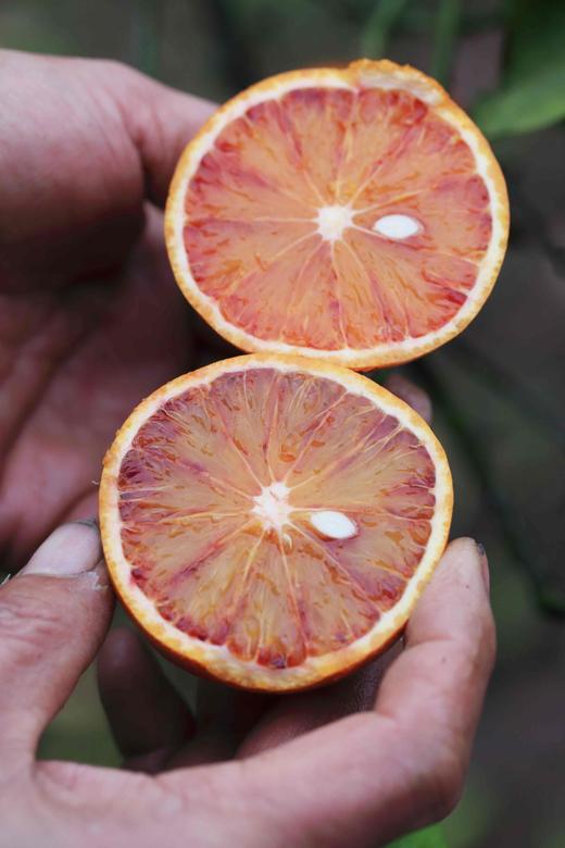 有机血橙｜现摘现发｜四川彭山直发 商品图4