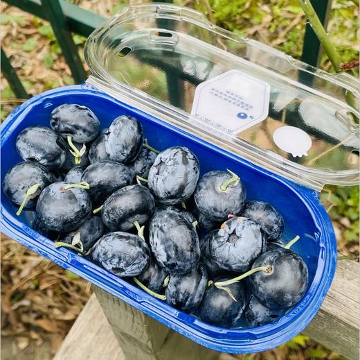 🫐蓝莓控的福音，24+巨无霸大果粒的“爱莓庄”云南山地鲜蓝莓到货啦滇峰高原，自然低卡，莓果留香，品种1543，新鲜带枝，脆甜，每一颗都饱满圆润 如果你也是蓝莓控，那么这款爱莓庄蓝莓，你一定不能错过 商品图3