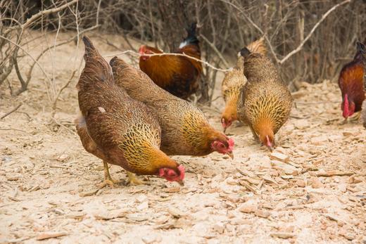 有机土鸡蛋｜30枚｜衢州龙游山｜顺丰发 商品图6