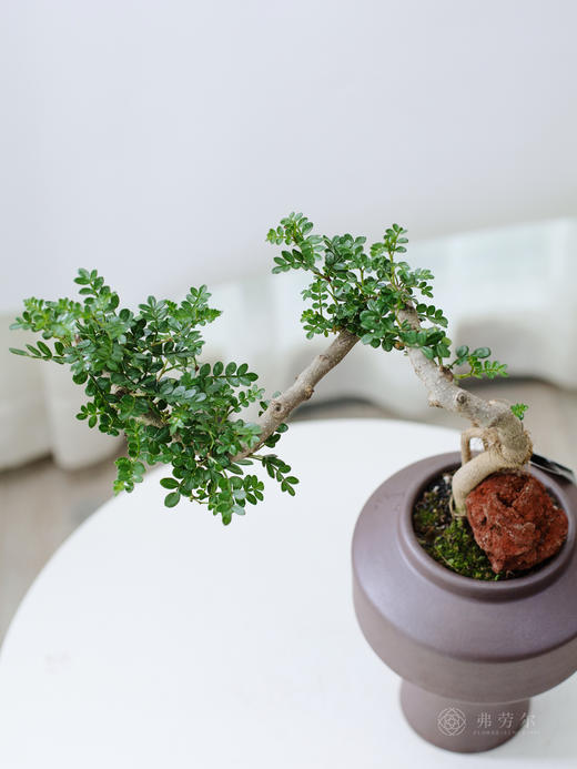 高脚圆盆清香木 商品图1