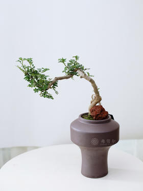 高脚圆盆清香木