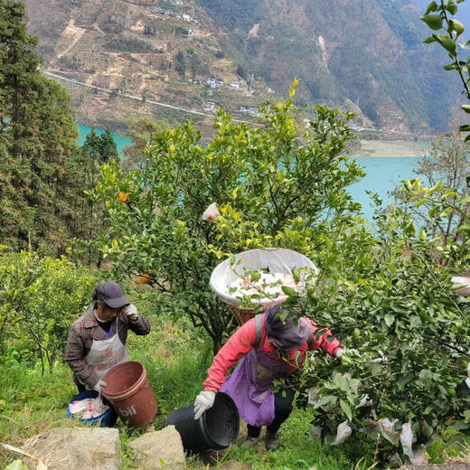 高山阿蜜达蜜柑，新品种！结合了耙耙柑，果冻橙的所有优点！纯天然种植不打糖，不打药，糖度18，新鲜下树！一份5斤/袋 商品图2