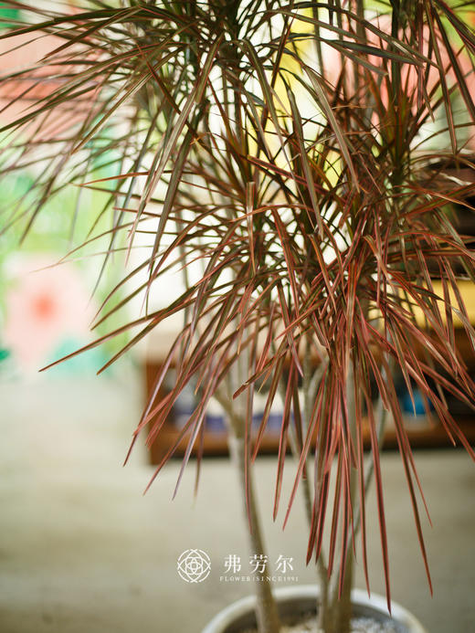 白瓷盆千年木 商品图1