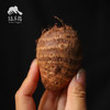 生态鸡蛋小芋头 （中通快递）| 合作生产 *Ecological taro |Partner Production 商品缩略图1