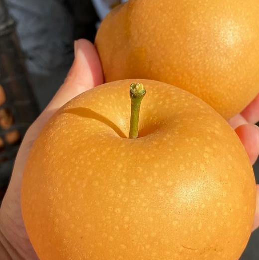 【冰糖·秋月梨】自然成熟，甜汁多到“吸溜”喝，补水又润燥。口感化渣度今年甚至更好！！水润充盈，果肉细腻如月白，水份高达82%。 商品图1