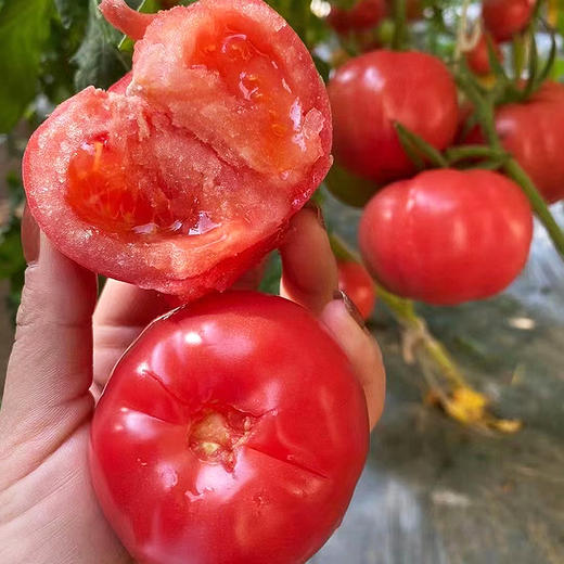 山东普罗旺斯西红柿（M） 商品图2