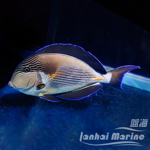 红海骑士 商品图8