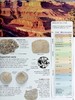 【中商原版】Eyewitness系列 化石百科 Eyewitness Fossil DK Eyewitness 英文原版 DK 科学百科 自然科学 化石 商品缩略图5
