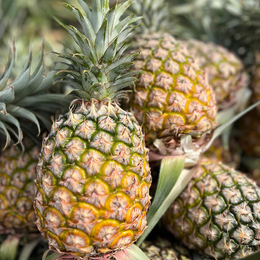 海南金钻凤梨（4.5斤左右2-3粒）新老包装随机发货【社群】 商品图10