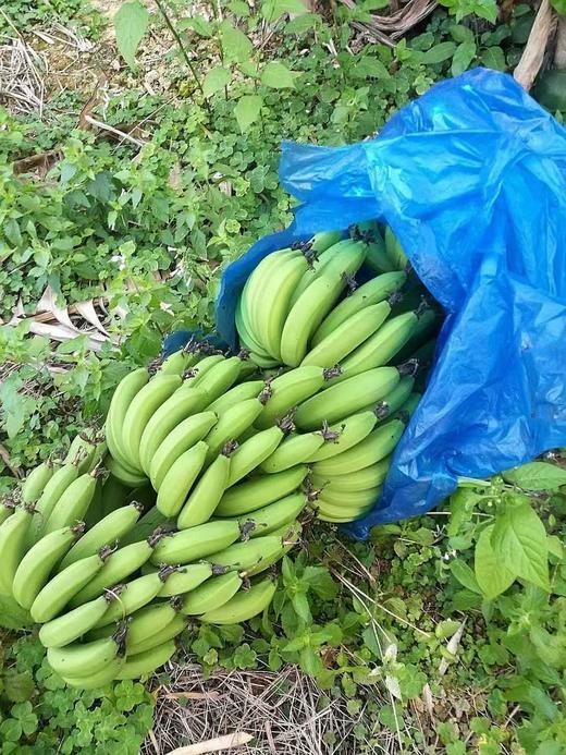 零农残绿香蕉|漳州圆通直发 商品图11