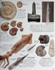 【中商原版】Eyewitness系列 化石百科 Eyewitness Fossil DK Eyewitness 英文原版 DK 科学百科 自然科学 化石 商品缩略图7