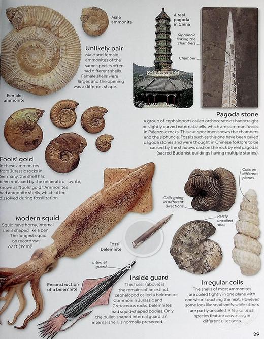 【中商原版】Eyewitness系列 化石百科 Eyewitness Fossil DK Eyewitness 英文原版 DK 科学百科 自然科学 化石 商品图7