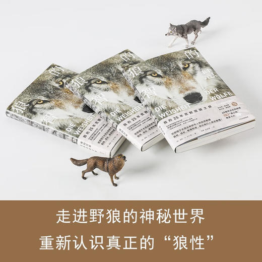 狼的智慧 我的25年荒野观狼之旅 （德）埃莉·H·拉丁格 著 商品图5