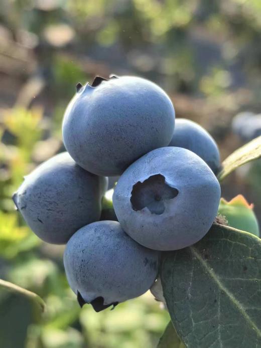 云南蓝莓鲜果  果径18mm+  整盒500克左右 商品图3