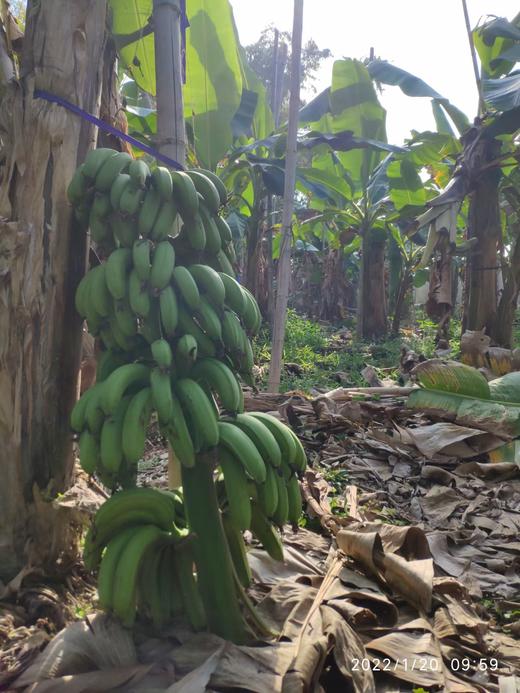 零农残绿香蕉|漳州圆通直发 商品图10